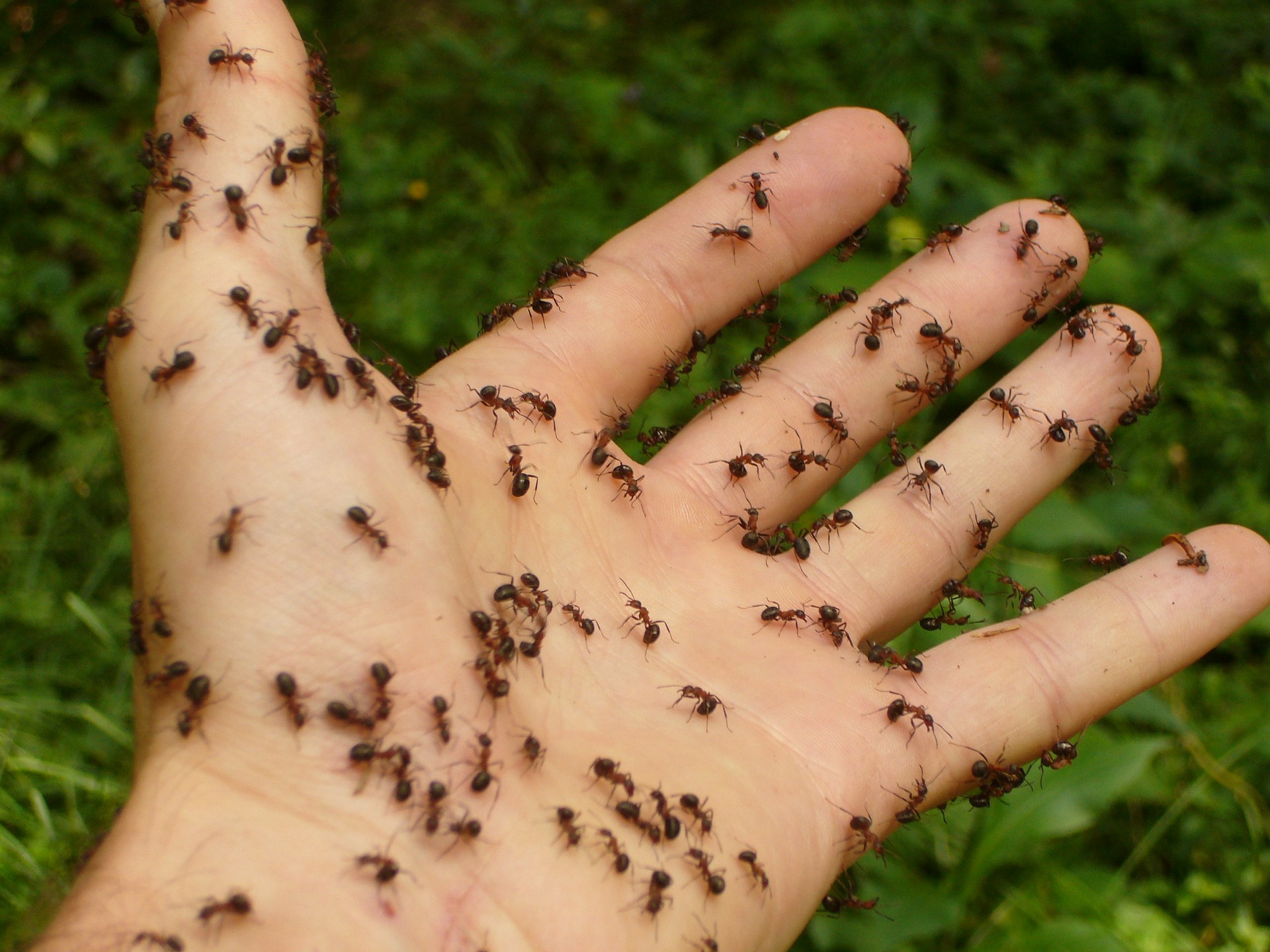 Image d'une main pleine de fourmis