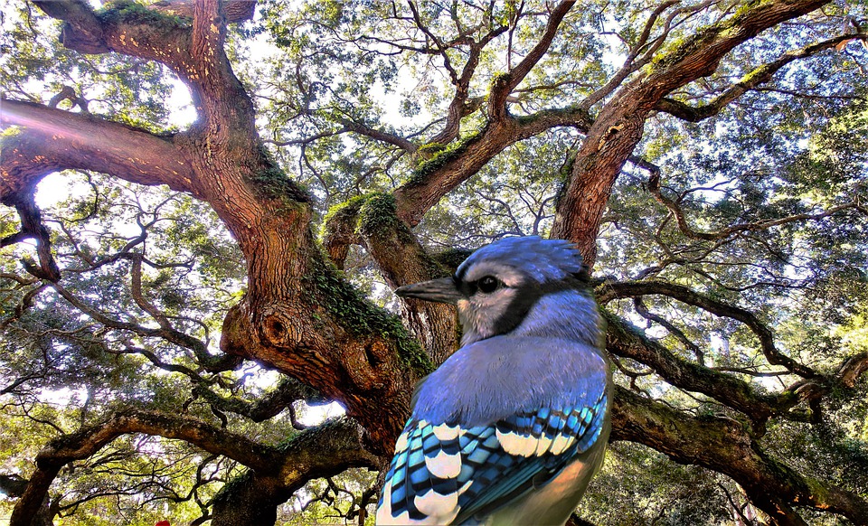Image d'un geai bleu sur une branche d'arbre