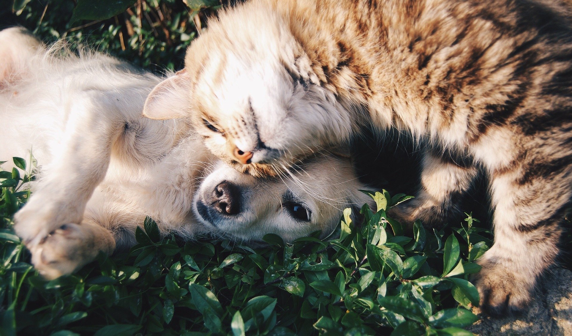 Image d'un chient et d'un chat amis pour montrer l'importance d'éloigner les puces de vos animaux domestiques
