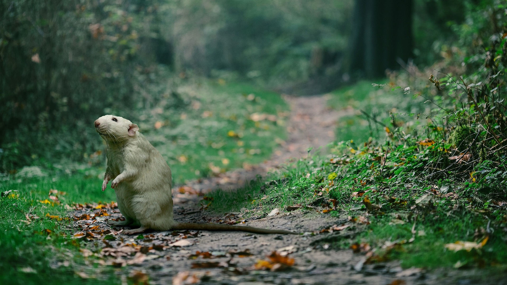 Rat sur un chemin appartenant a une maison