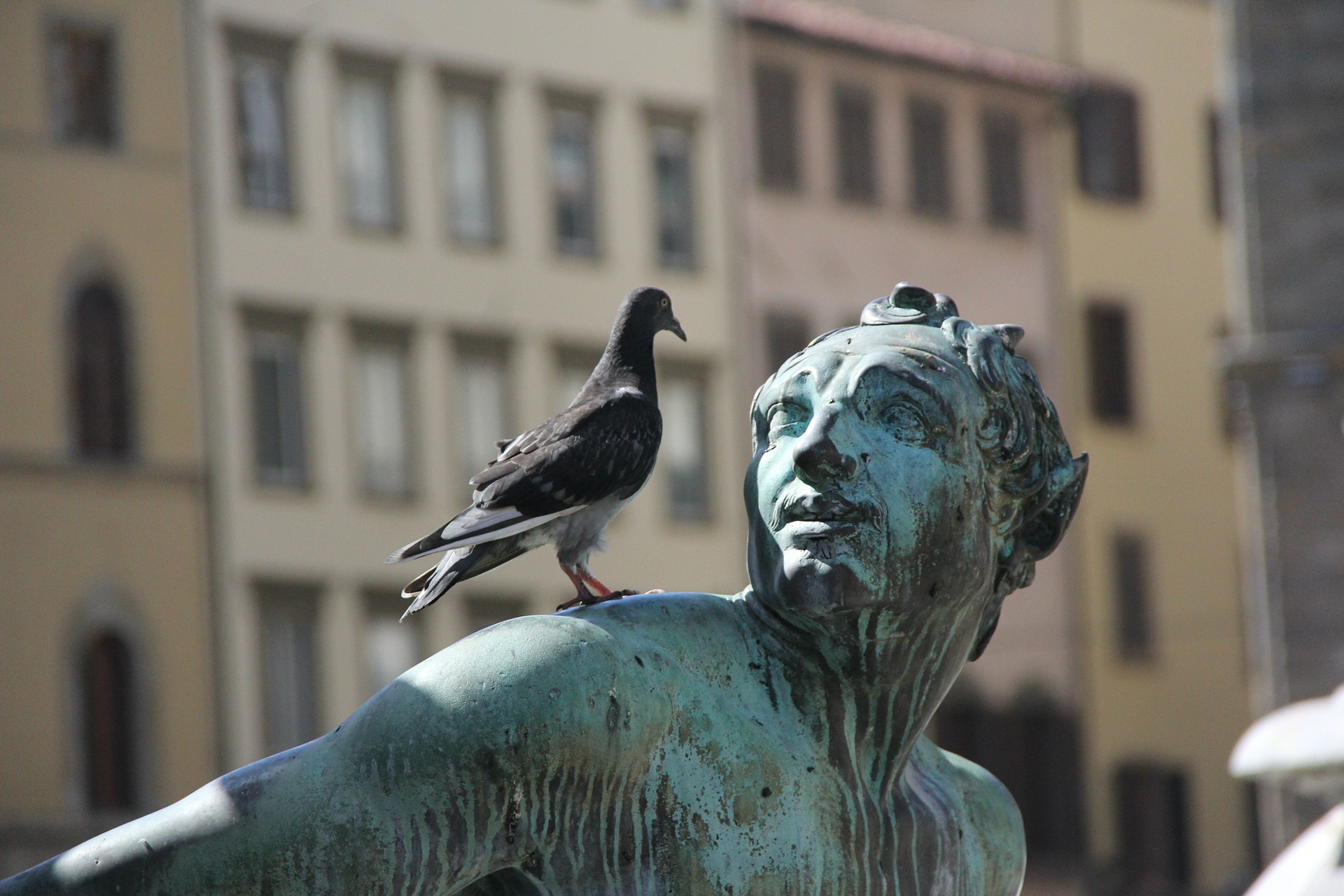 Photo d'un pigeon et d'une statue de bronze