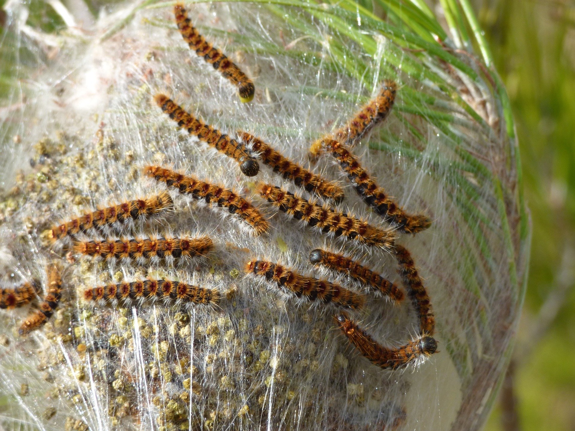 Image d'une colonie de chenille processionnaire avec des poils urticants dangereuse pour nous