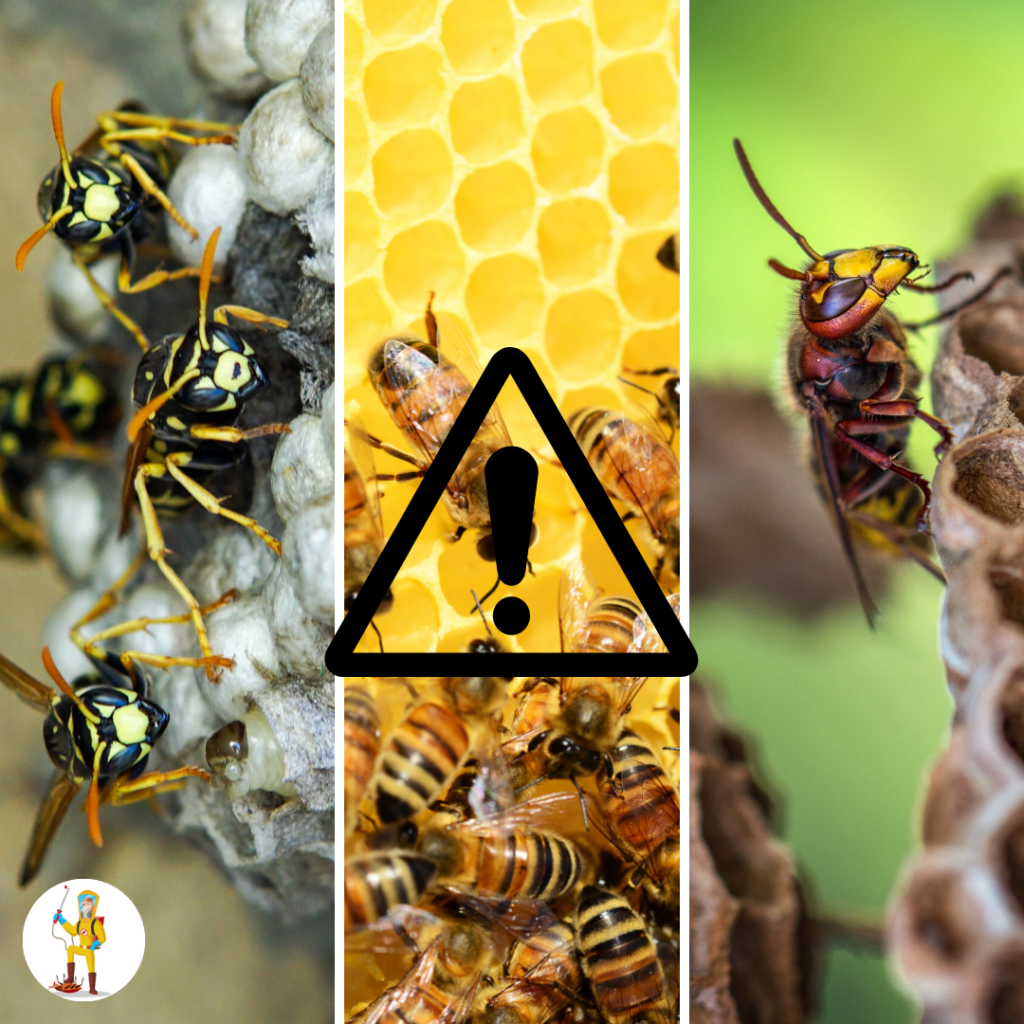 Image d'un post Instagram de la société eradiq avec plusieurs images de guêpes, d'abeilles ou de frelons. 