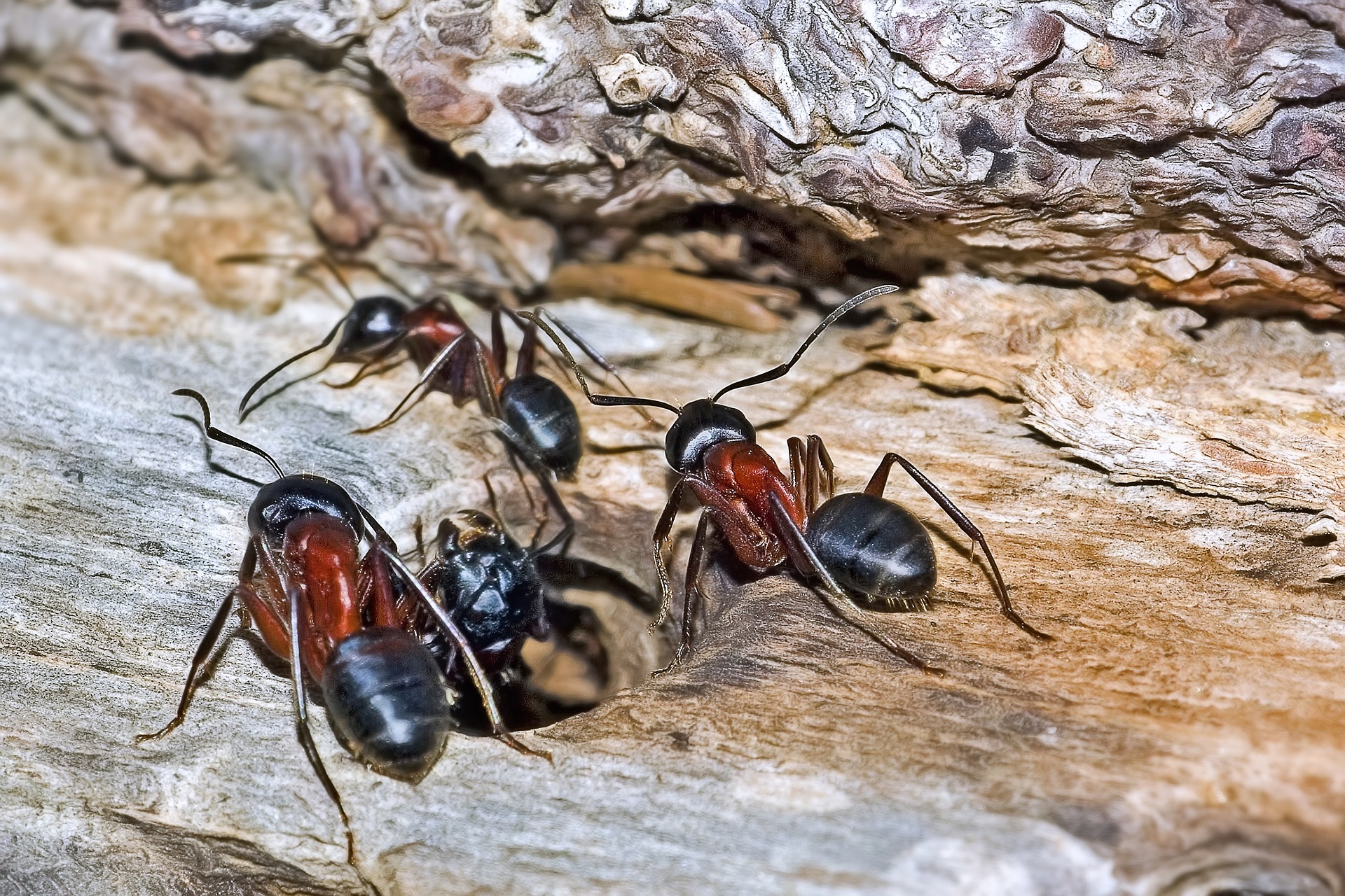 Image de fourmis charpentières sur du bois et de la pierre