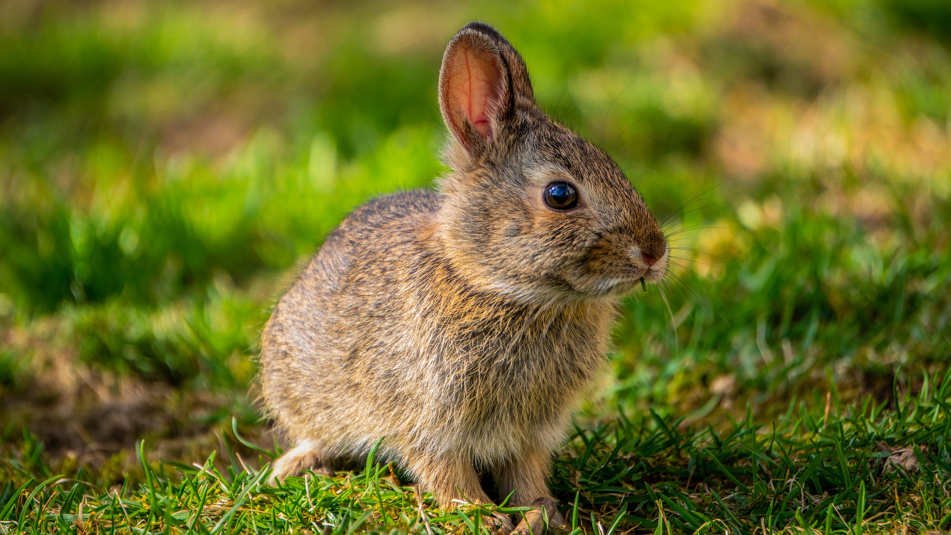 Image d'un lapin dans un jardin plein d'herbes.