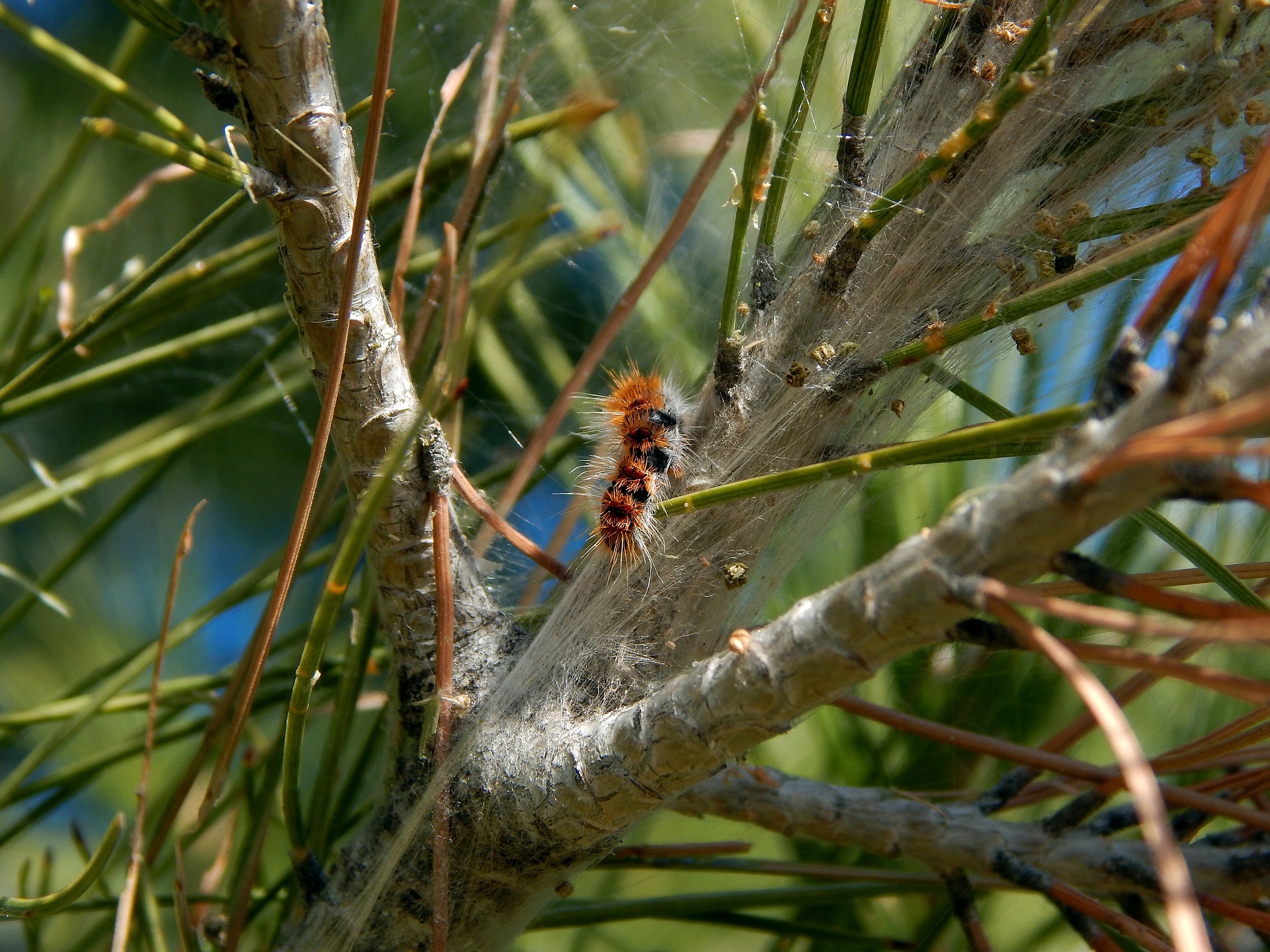 Image d'une chenille processionnaire dans un arbre.