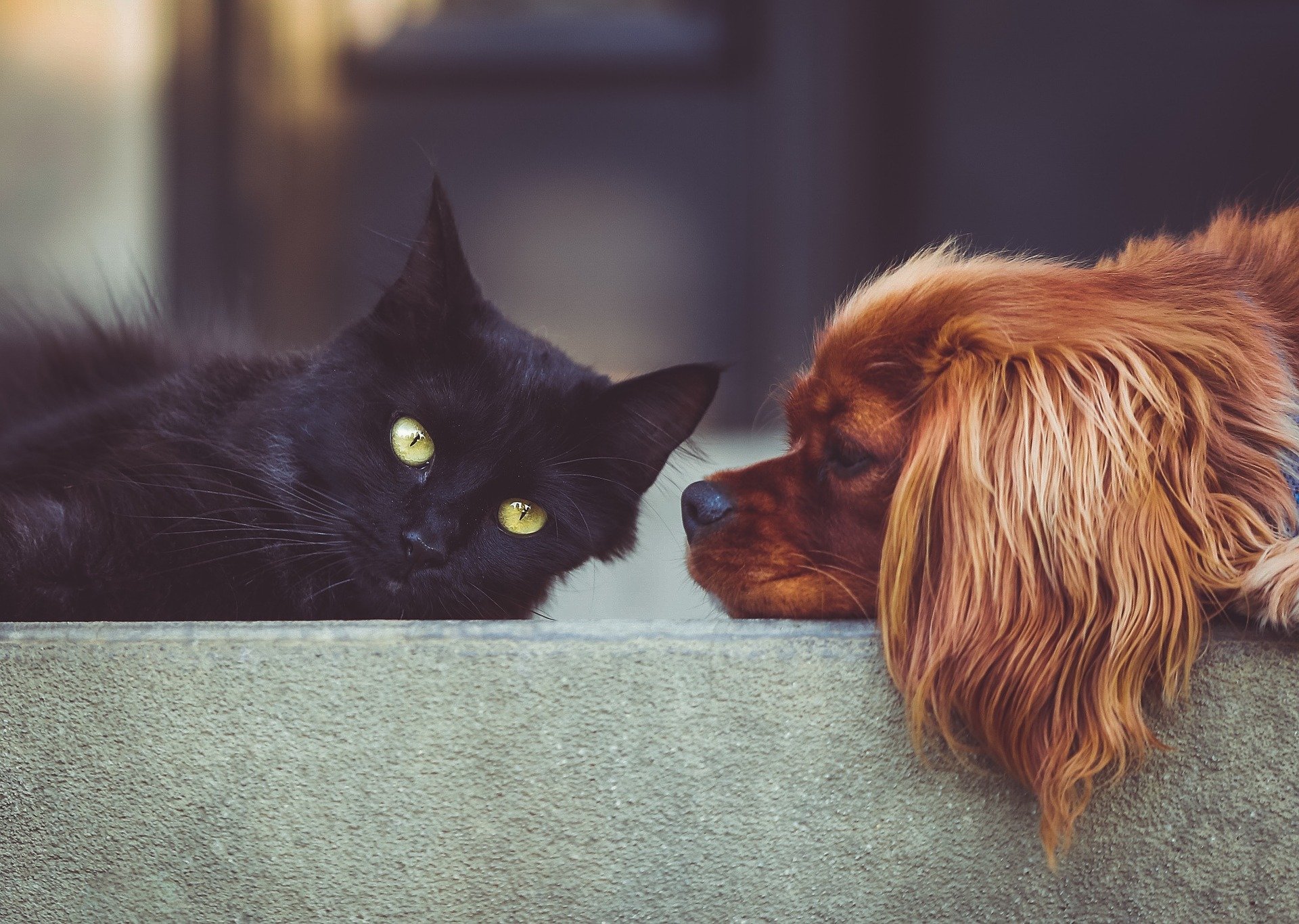 Image d'animaux de compagnie contenant un chat noir et un chien