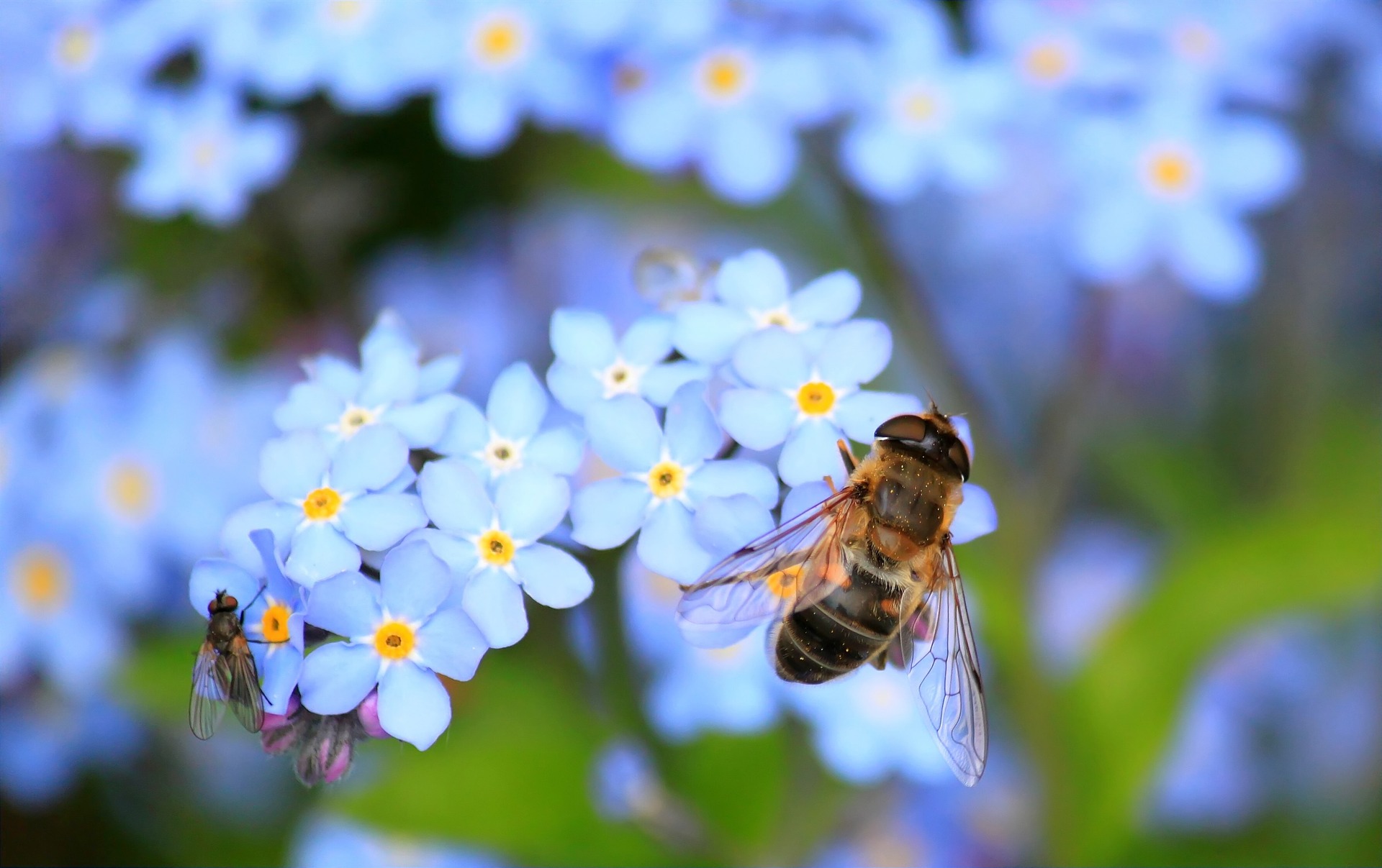 Image d'une abeille sur une fleur bleu