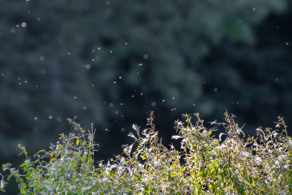 Une image d'un essaim de moustiques pris avec un appareil photo de très bonne qualité au-dessus des herbes sèches.