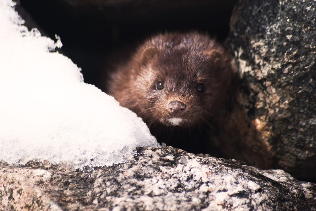 Image d'un vison d'Amérique qu'on reconnaît grâce à la tâche blanche qu'il possède sous sa bouche sur le menton.