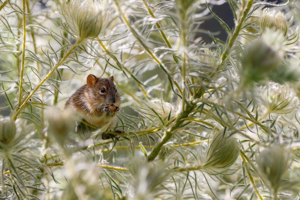 Image d'une petite souris qui est dans une plante