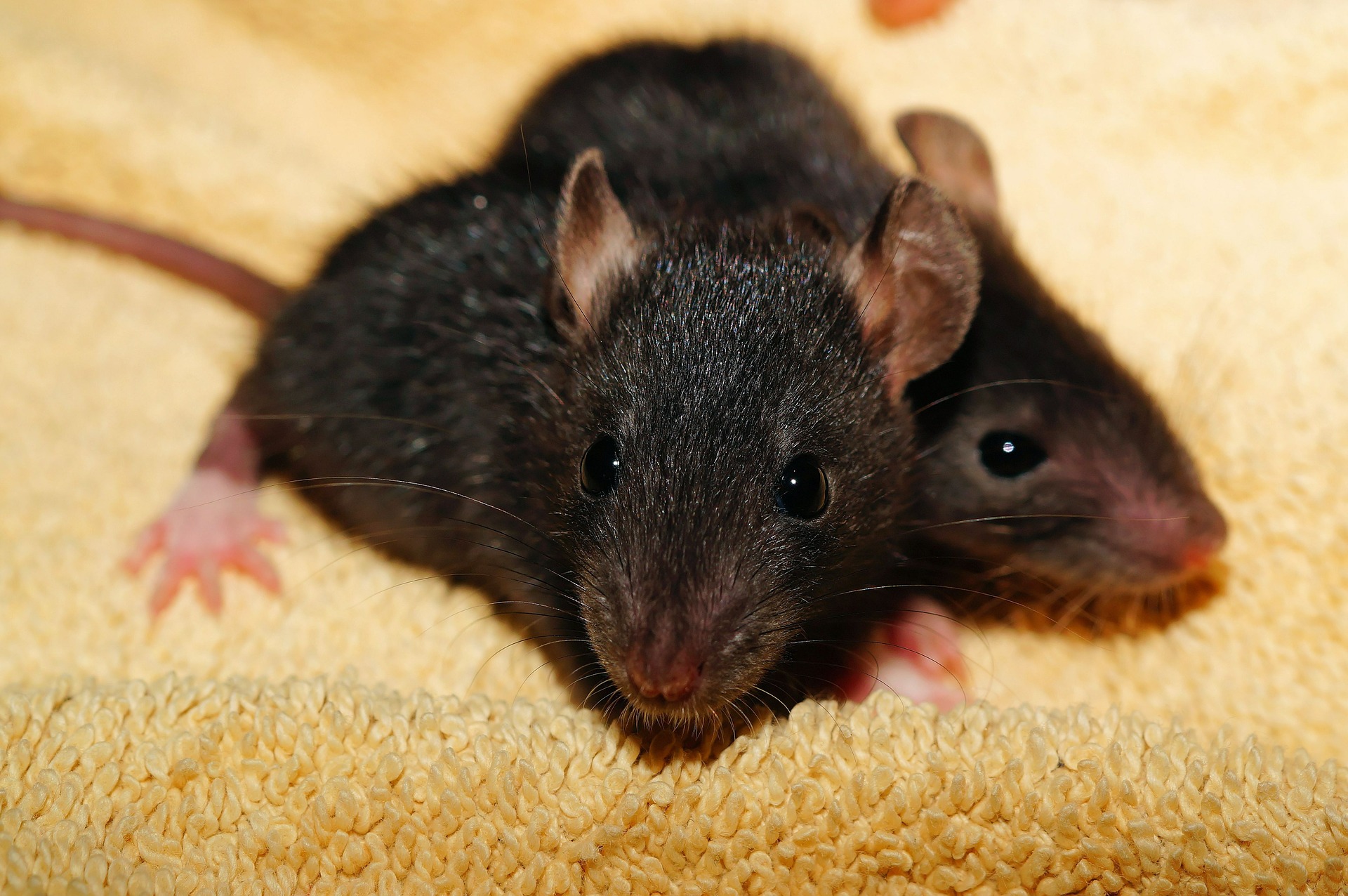 Image de bébés rats noir très jeunes