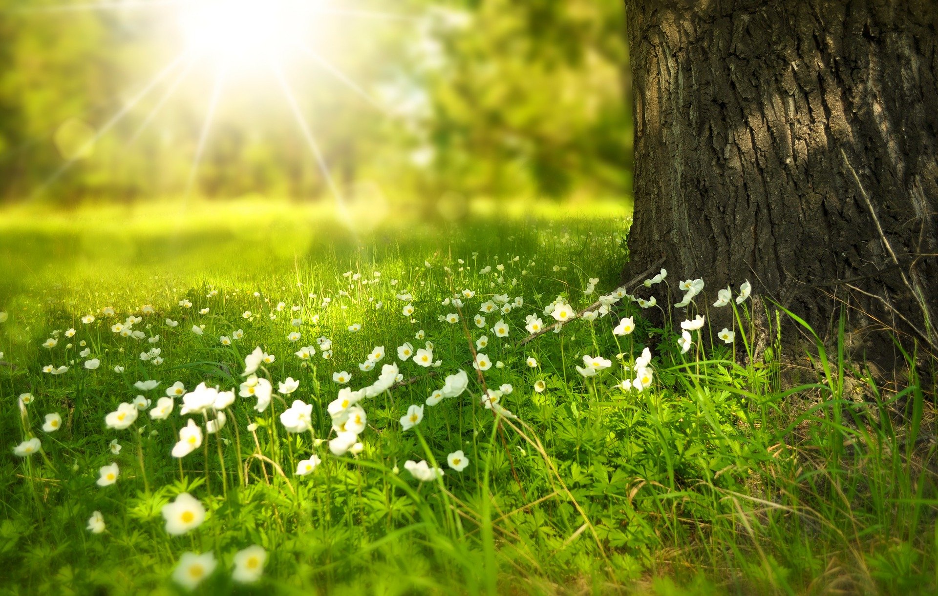 Image d'un arbre et de ses fleurs au soleil