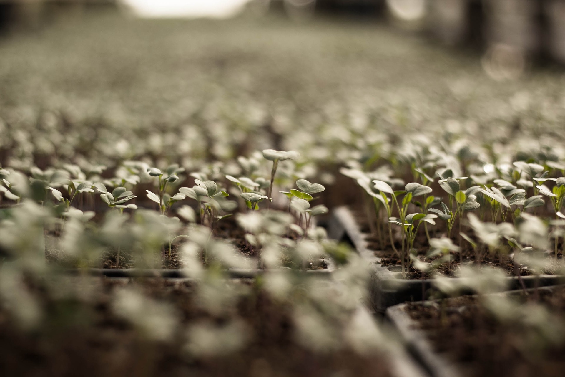 Image d'un potager avec des plantes