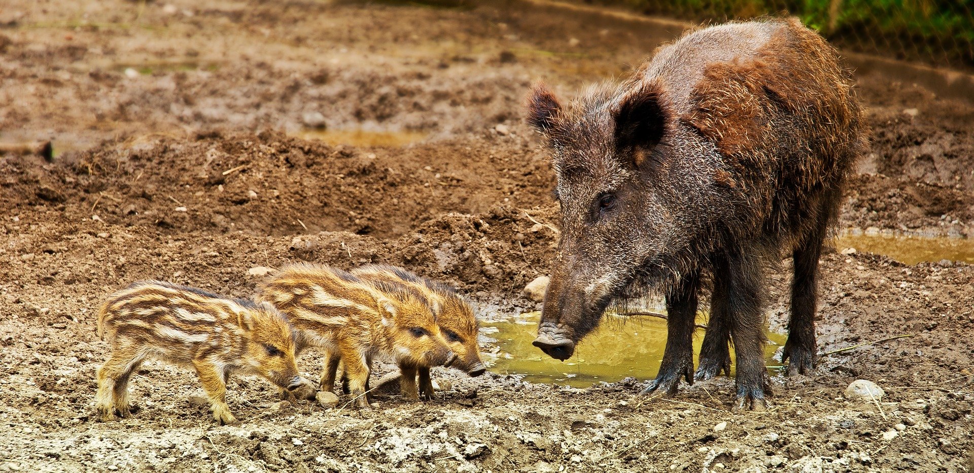 Image d'un sanglier et de ses marcassins dans un parc dédié a l'élevage de ces animaux.
