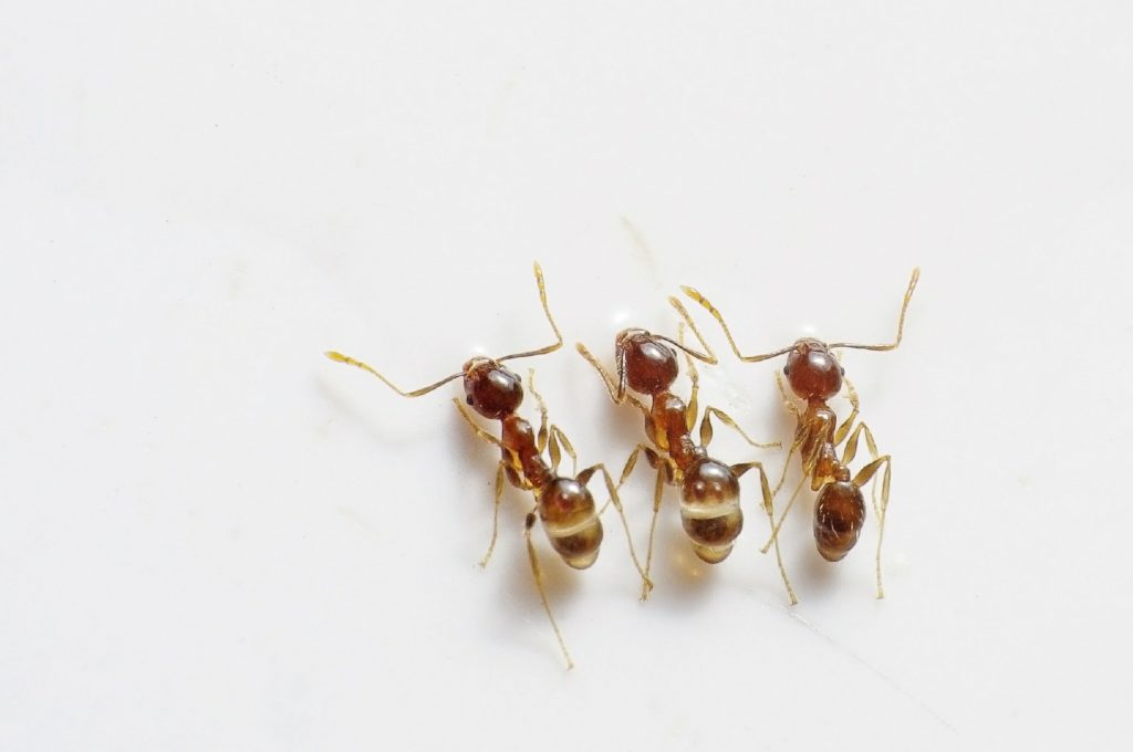 Image de plusieurs fourmis sur un fond blanc.