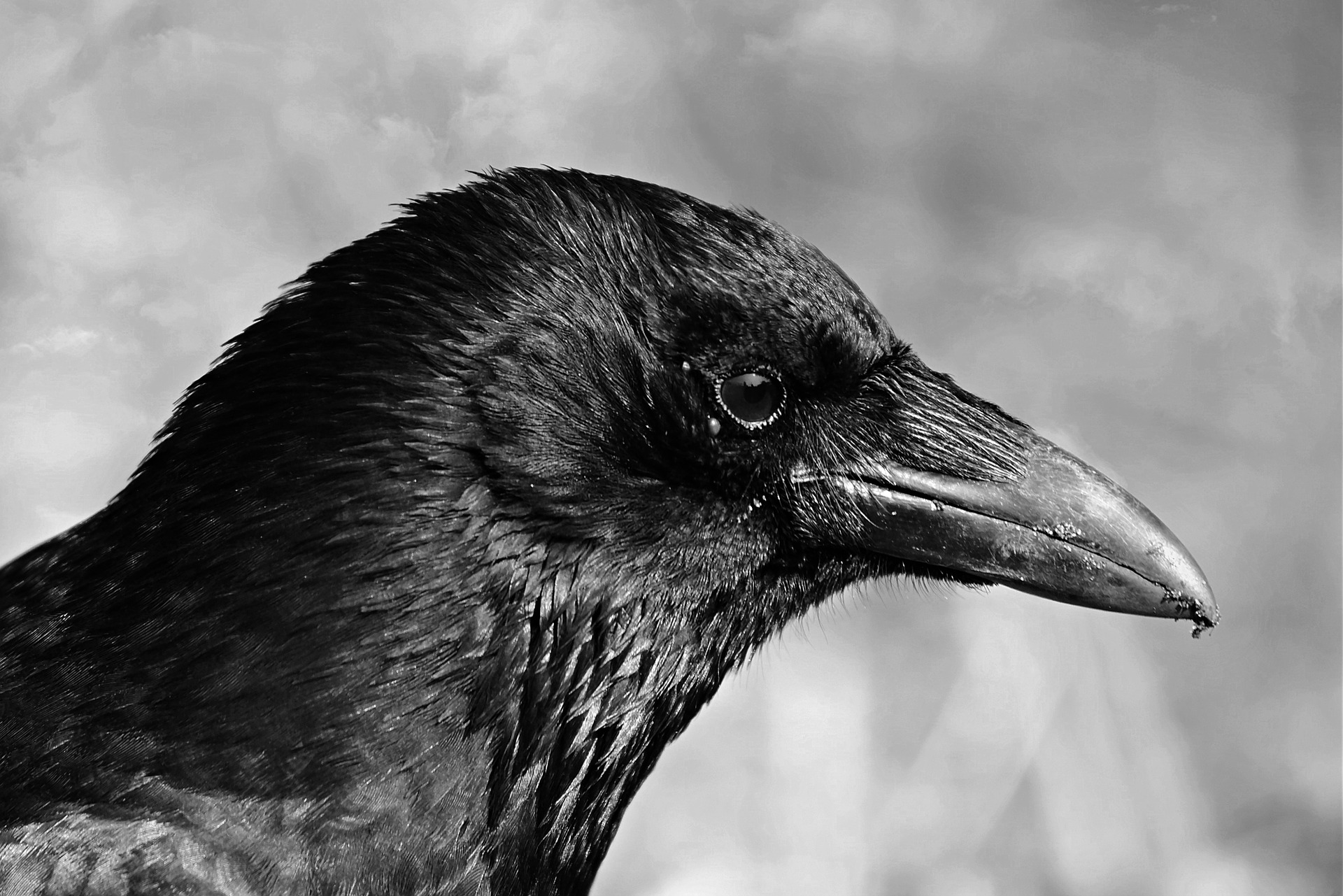 Image d'une corneille noire de très près qui est très impressionnante