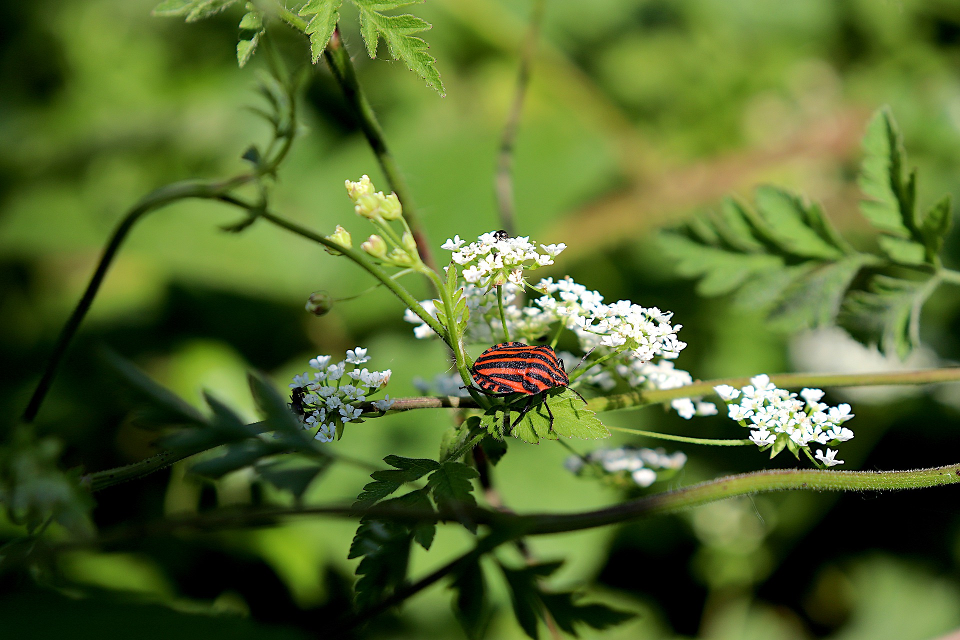 Image d'une punaise des bois orange sur une plante