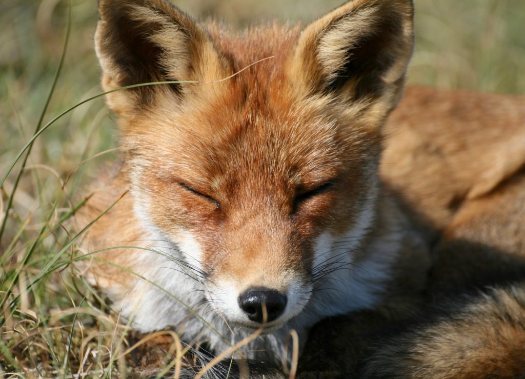 Image d’un renard roux qui ferme les yeux dans l’herbe.