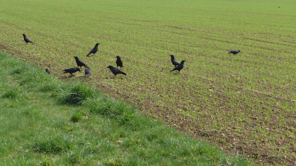 Image de plusieurs corbeaux freux dans des champs en train de faire des dégâts significatifs. 