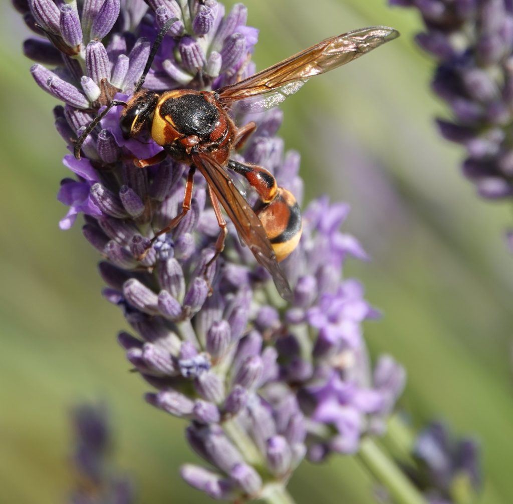 Image d'une guêpe maçonne en train de butiner une fleur.