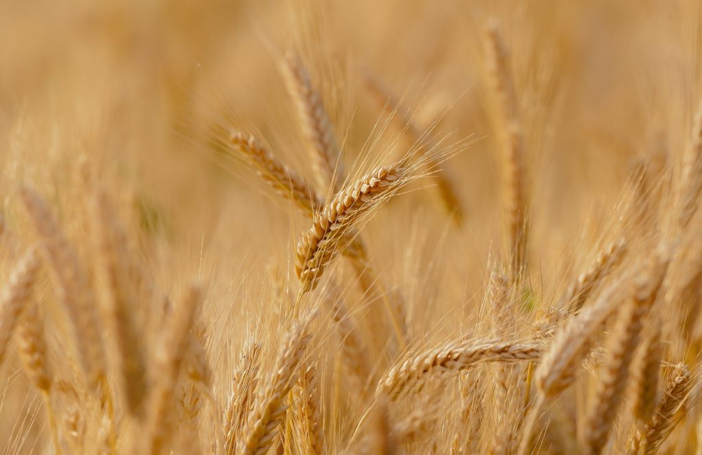 Image d'un champ de blé qui pourrait contenir des insectes comme les charançons du blé.
